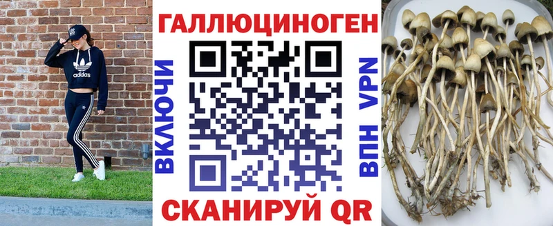 Купить  Гай  Псилоцибиновые грибы Cubensis 